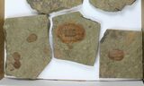 Lot: Misc Ordovician Trilobites From Morocco - Pieces #138368-1